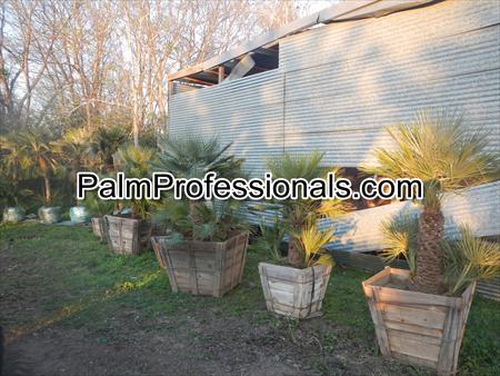 chamaerops-humilis-european-fan-palm-mediterranean-fan-palm