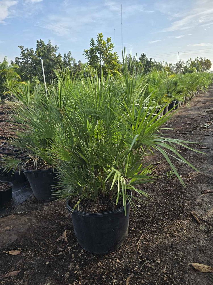 chamaerops-humilis-european-fan-palm-mediterranean-fan-palm