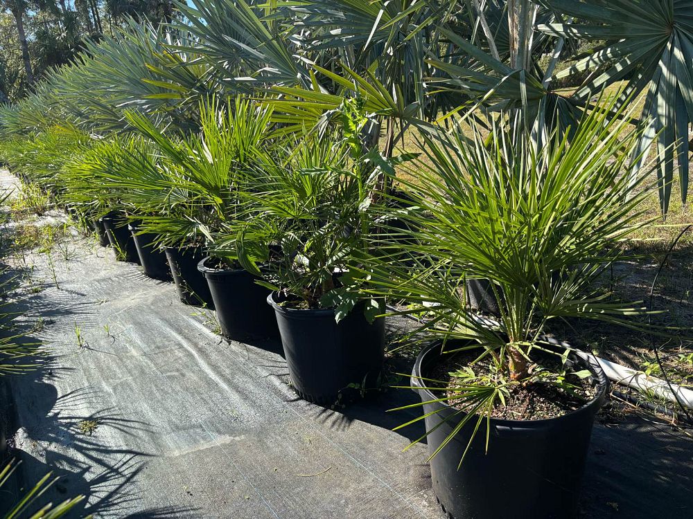 chamaerops-humilis-european-fan-palm-mediterranean-fan-palm