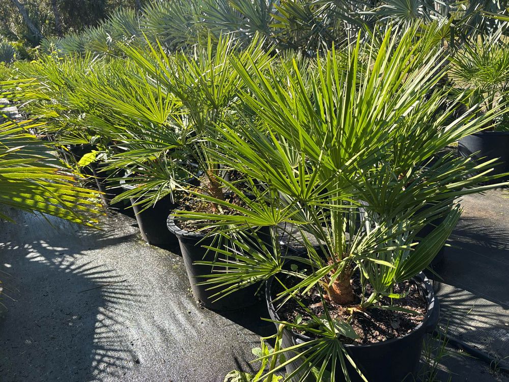 chamaerops-humilis-european-fan-palm-mediterranean-fan-palm