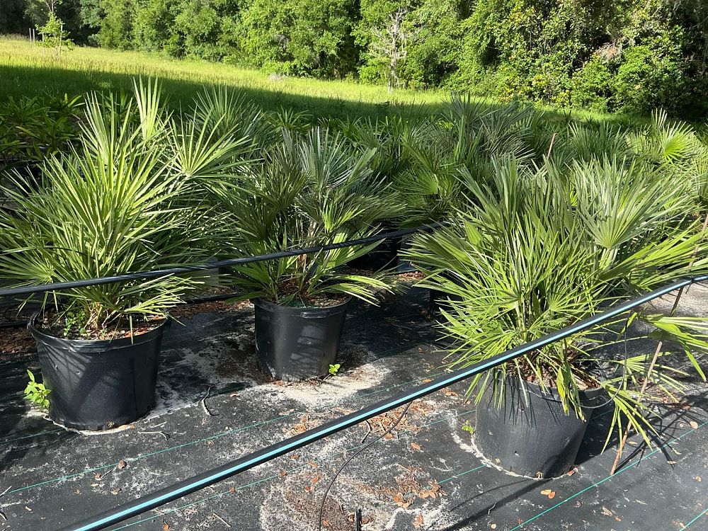 chamaerops-humilis-european-fan-palm-mediterranean-fan-palm