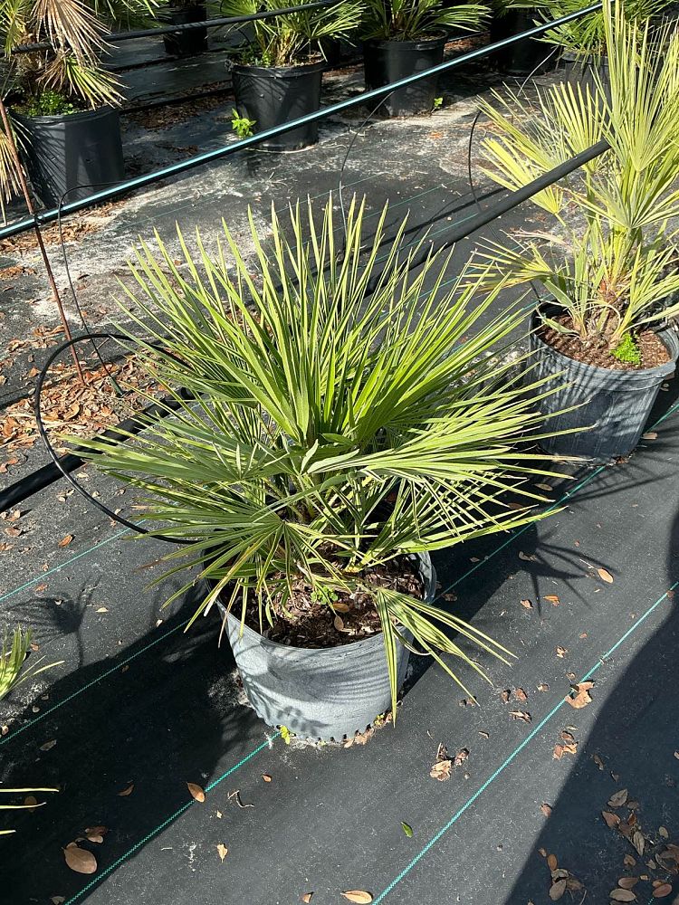 chamaerops-humilis-european-fan-palm-mediterranean-fan-palm