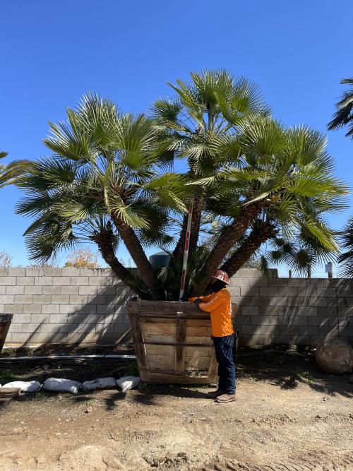 chamaerops-humilis-european-fan-palm-mediterranean-fan-palm