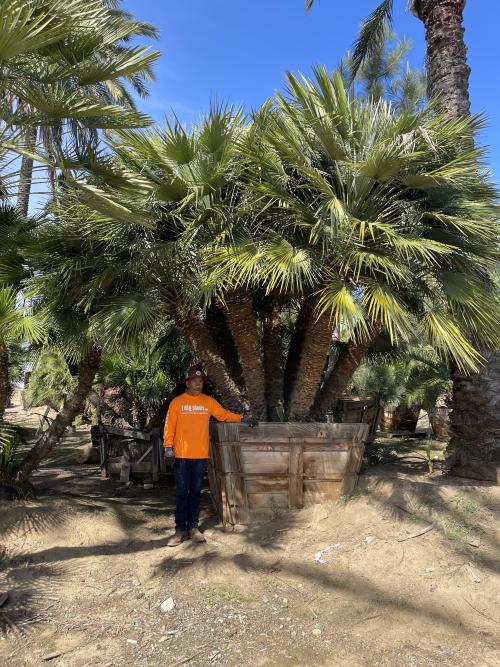 chamaerops-humilis-european-fan-palm-mediterranean-fan-palm