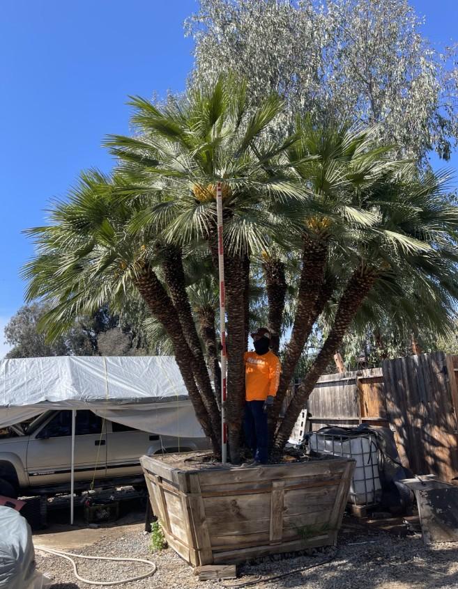 chamaerops-humilis-european-fan-palm-mediterranean-fan-palm
