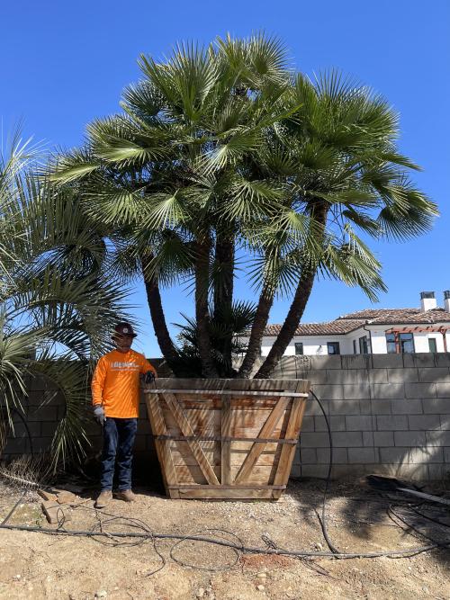 chamaerops-humilis-european-fan-palm-mediterranean-fan-palm