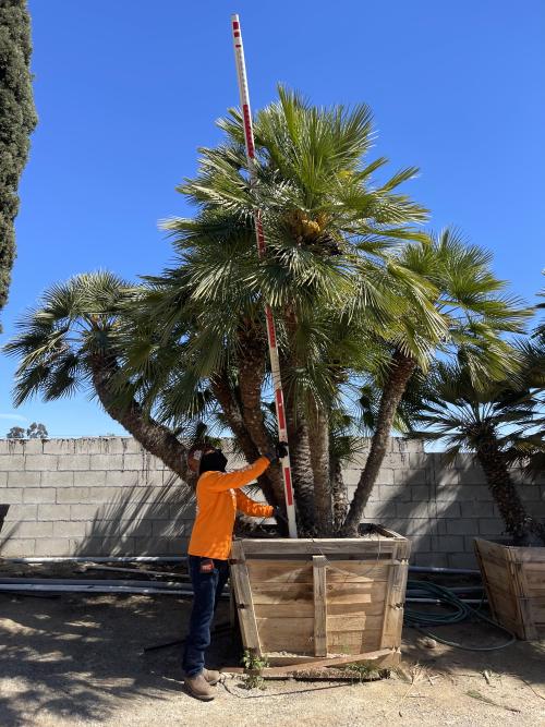 chamaerops-humilis-european-fan-palm-mediterranean-fan-palm