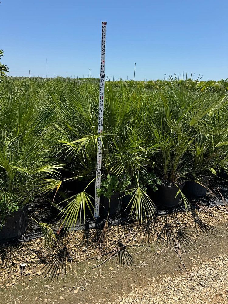 chamaerops-humilis-european-fan-palm-mediterranean-fan-palm