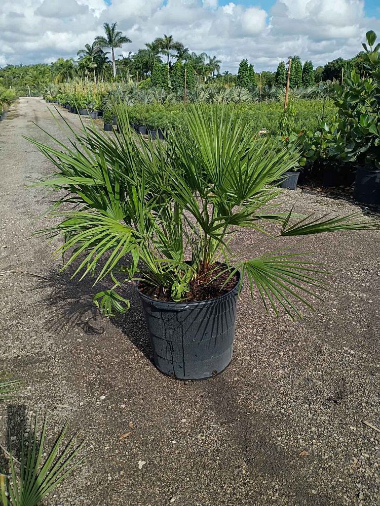 chamaerops-humilis-european-fan-palm-mediterranean-fan-palm