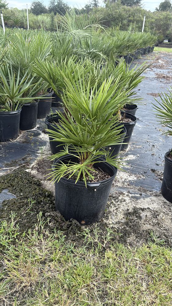 chamaerops-humilis-european-fan-palm-mediterranean-fan-palm