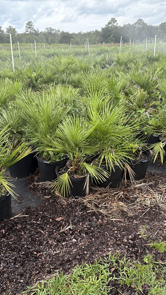 chamaerops-humilis-european-fan-palm-mediterranean-fan-palm