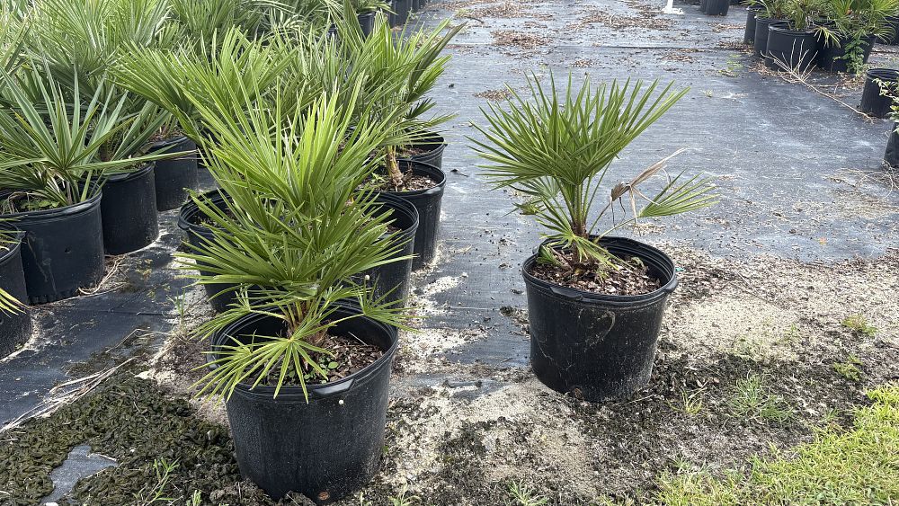 chamaerops-humilis-european-fan-palm-mediterranean-fan-palm