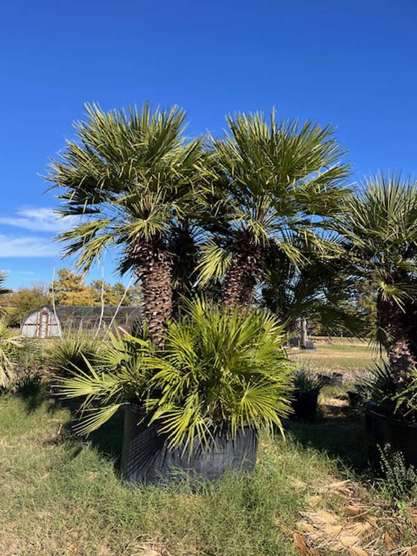chamaerops-humilis-european-fan-palm-mediterranean-fan-palm