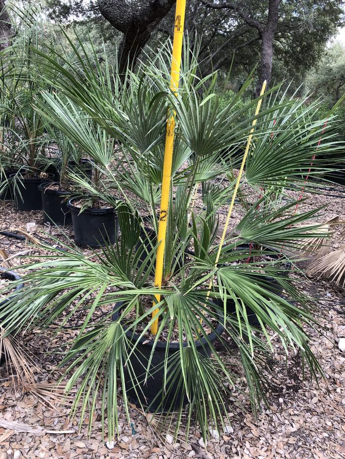 chamaerops-humilis-european-fan-palm-mediterranean-fan-palm