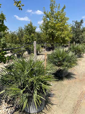 chamaerops-humilis-european-fan-palm-mediterranean-fan-palm