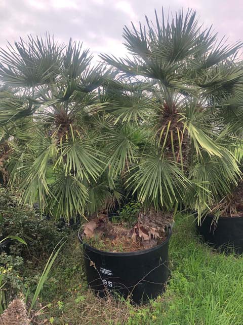 chamaerops-humilis-european-fan-palm-mediterranean-fan-palm