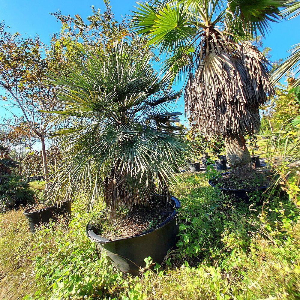 chamaerops-humilis-european-fan-palm-mediterranean-fan-palm