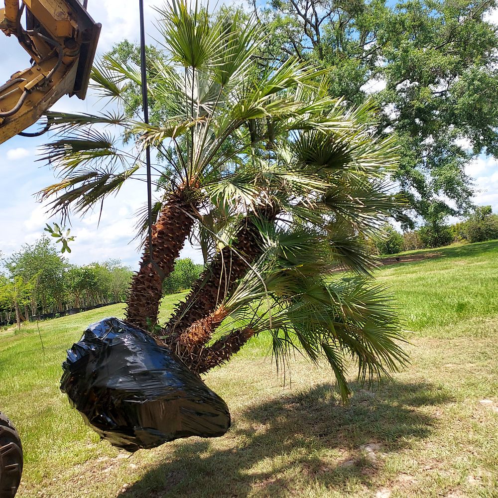 chamaerops-humilis-european-fan-palm-mediterranean-fan-palm