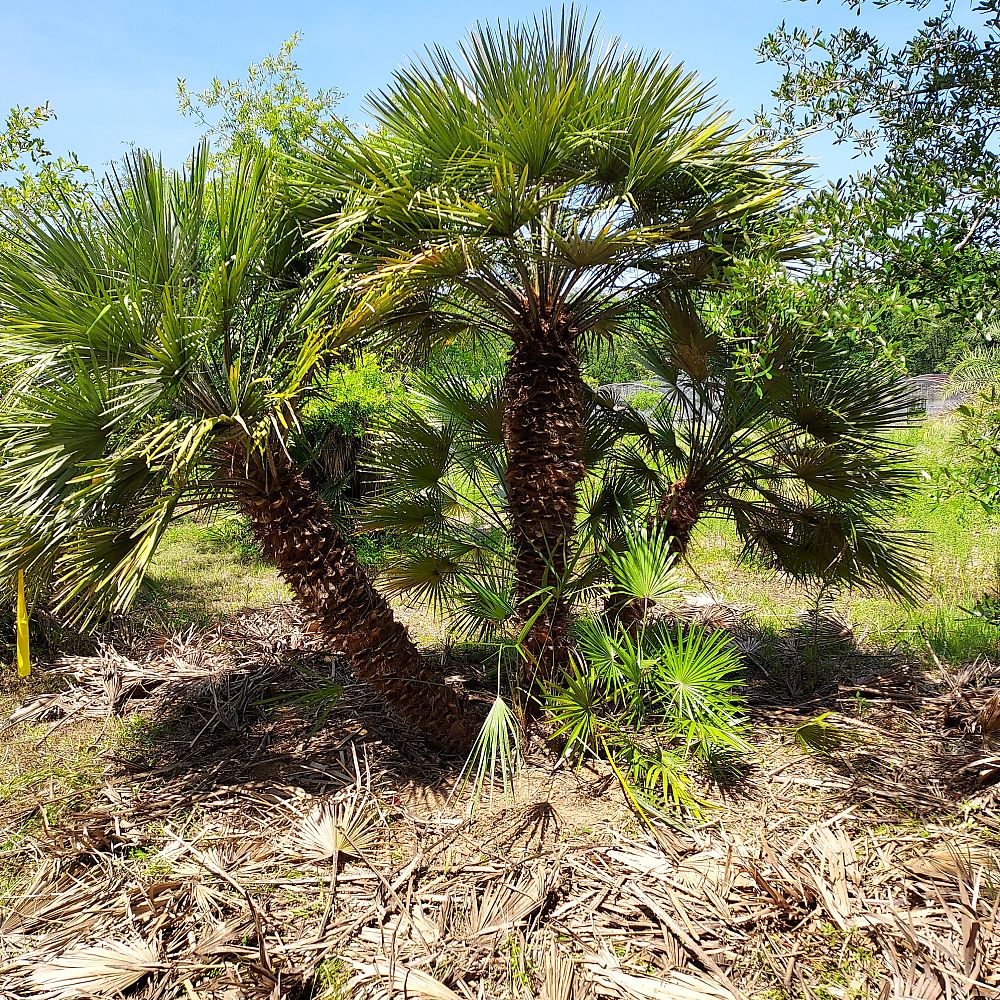 chamaerops-humilis-european-fan-palm-mediterranean-fan-palm