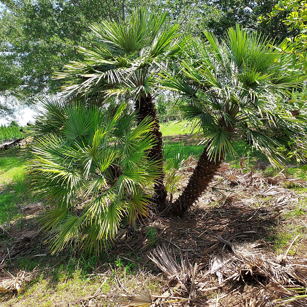 chamaerops-humilis-european-fan-palm-mediterranean-fan-palm