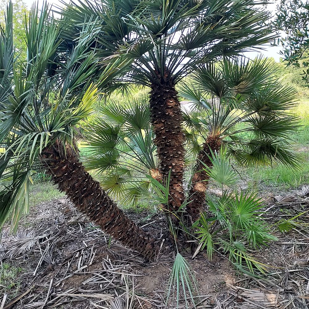 chamaerops-humilis-european-fan-palm-mediterranean-fan-palm