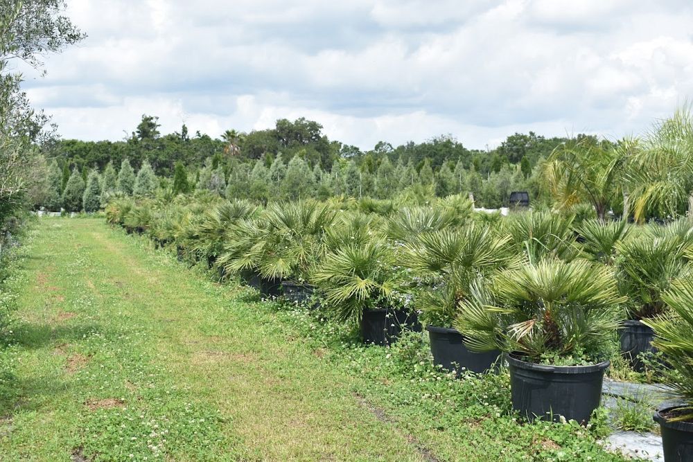 chamaerops-humilis-european-fan-palm-mediterranean-fan-palm