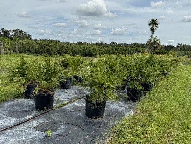 chamaerops-humilis-european-fan-palm-mediterranean-fan-palm