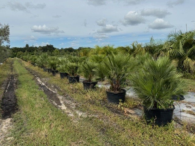 chamaerops-humilis-european-fan-palm-mediterranean-fan-palm