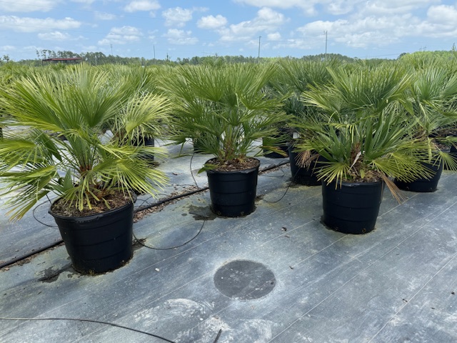 chamaerops-humilis-european-fan-palm-mediterranean-fan-palm