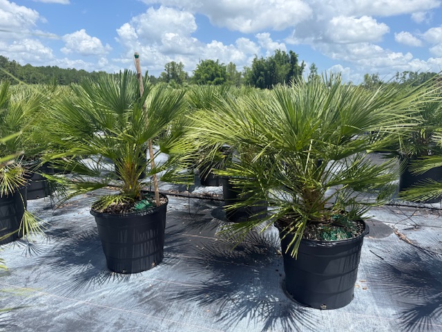 chamaerops-humilis-european-fan-palm-mediterranean-fan-palm