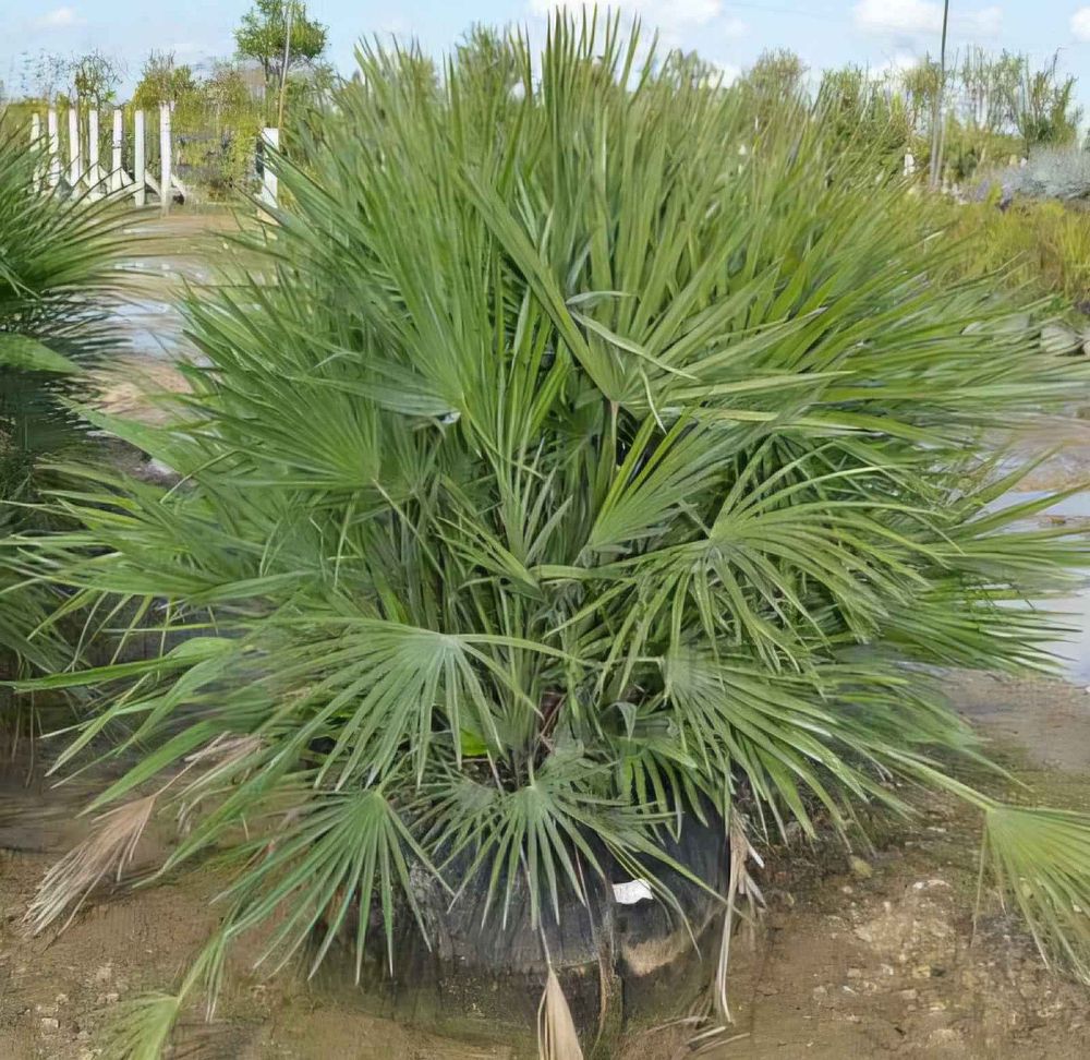 chamaerops-humilis-european-fan-palm-mediterranean-fan-palm