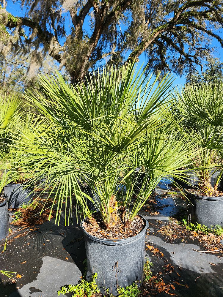 chamaerops-humilis-european-fan-palm-mediterranean-fan-palm