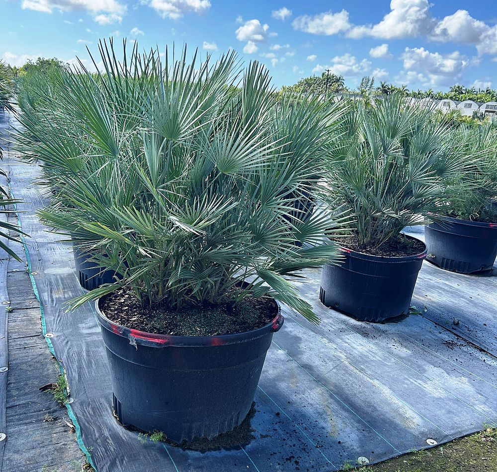 chamaerops-humilis-european-fan-palm-mediterranean-fan-palm