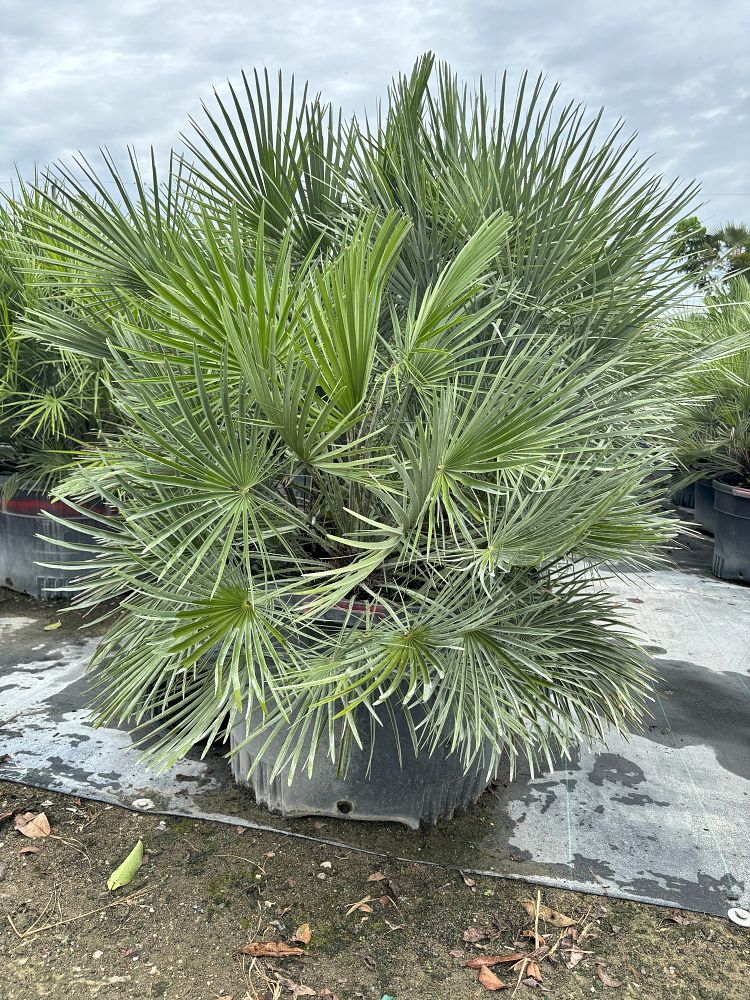 chamaerops-humilis-european-fan-palm-mediterranean-fan-palm