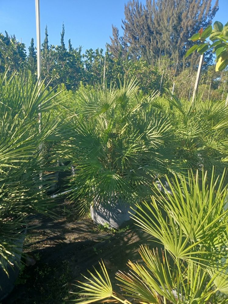 chamaerops-humilis-european-fan-palm-mediterranean-fan-palm