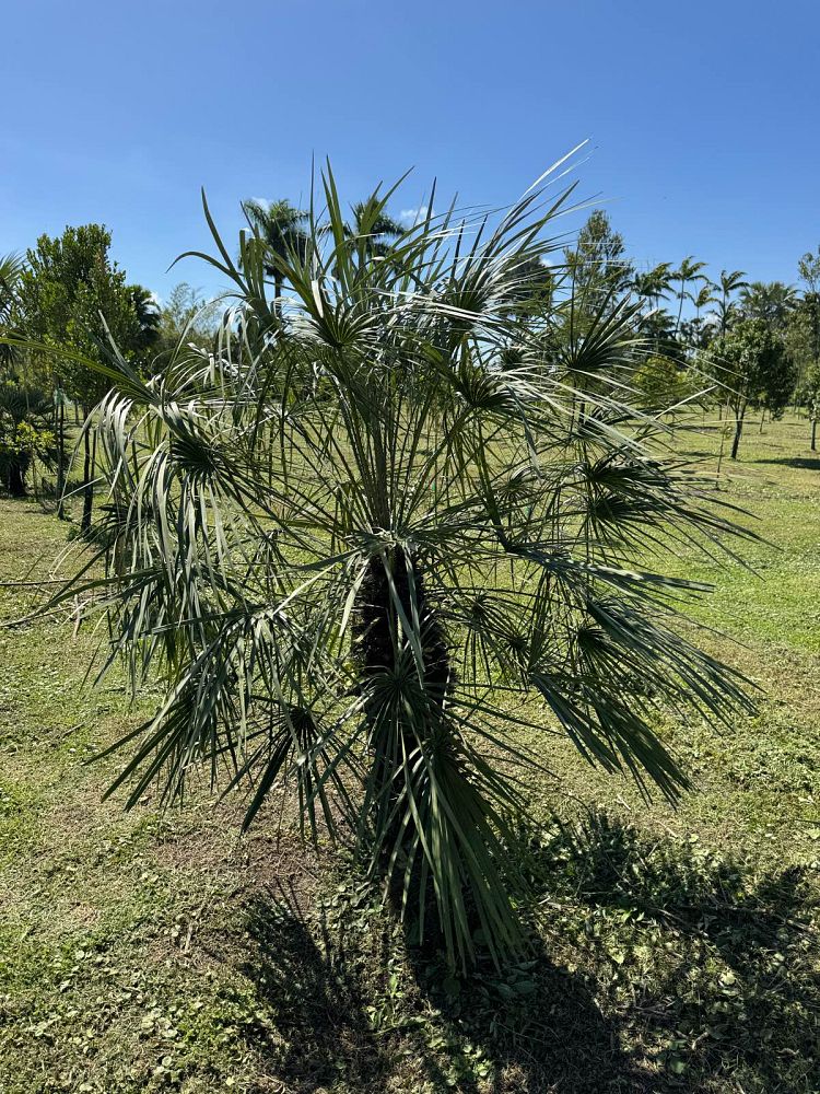 chamaerops-humilis-european-fan-palm-mediterranean-fan-palm