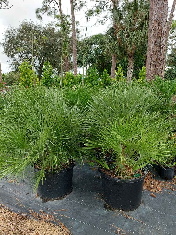 chamaerops-humilis-european-fan-palm-mediterranean-fan-palm