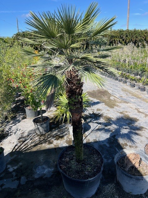chamaerops-humilis-european-fan-palm-mediterranean-fan-palm