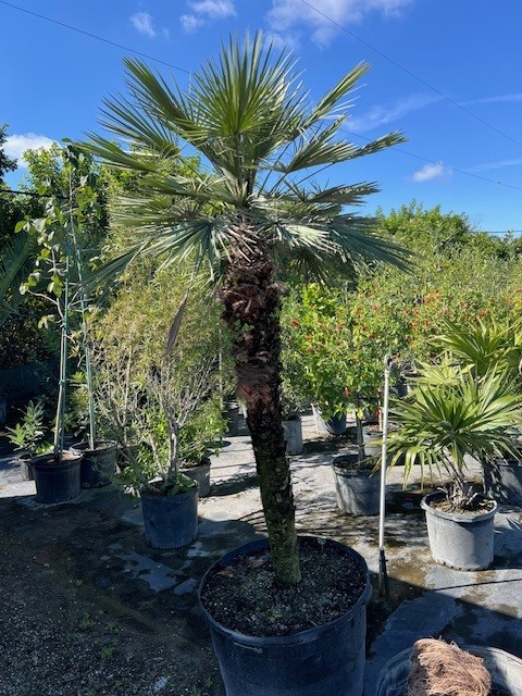 chamaerops-humilis-european-fan-palm-mediterranean-fan-palm