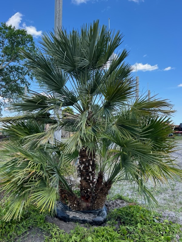 chamaerops-humilis-european-fan-palm-mediterranean-fan-palm