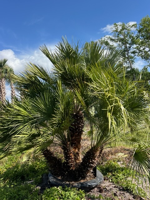 chamaerops-humilis-european-fan-palm-mediterranean-fan-palm
