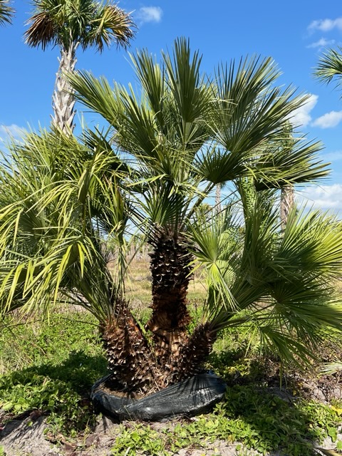 chamaerops-humilis-european-fan-palm-mediterranean-fan-palm