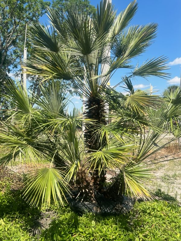 chamaerops-humilis-european-fan-palm-mediterranean-fan-palm