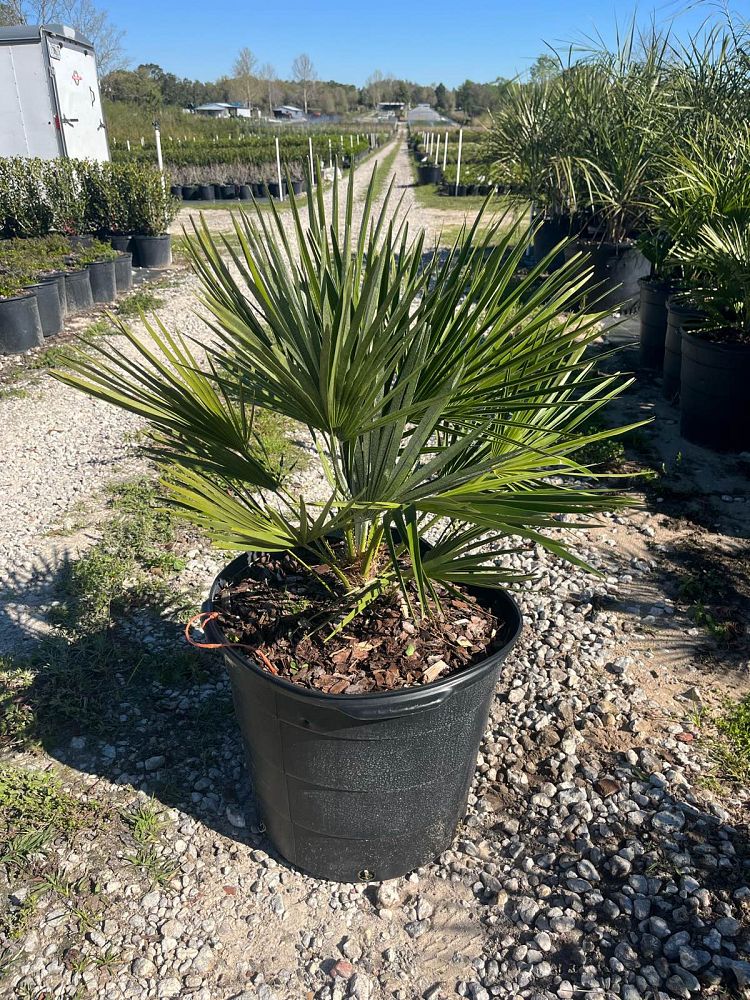 chamaerops-humilis-european-fan-palm-mediterranean-fan-palm