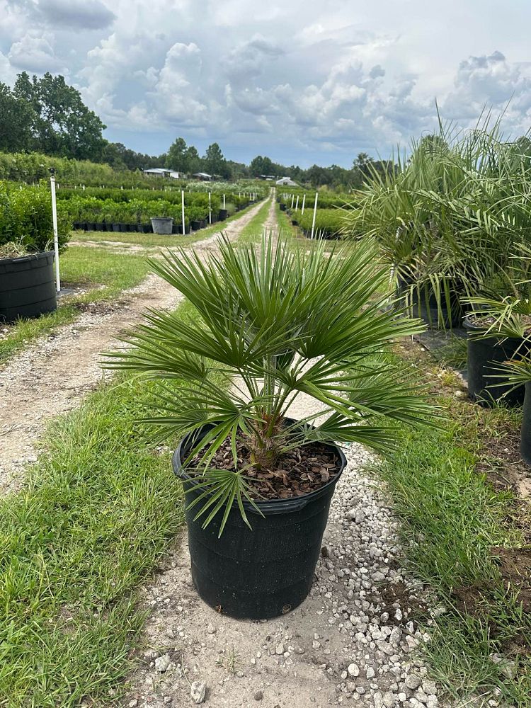 chamaerops-humilis-european-fan-palm-mediterranean-fan-palm