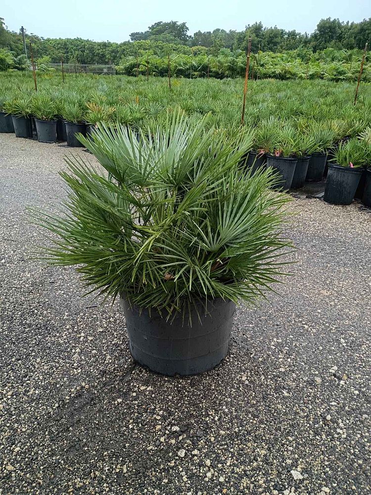 chamaerops-humilis-european-fan-palm-mediterranean-fan-palm