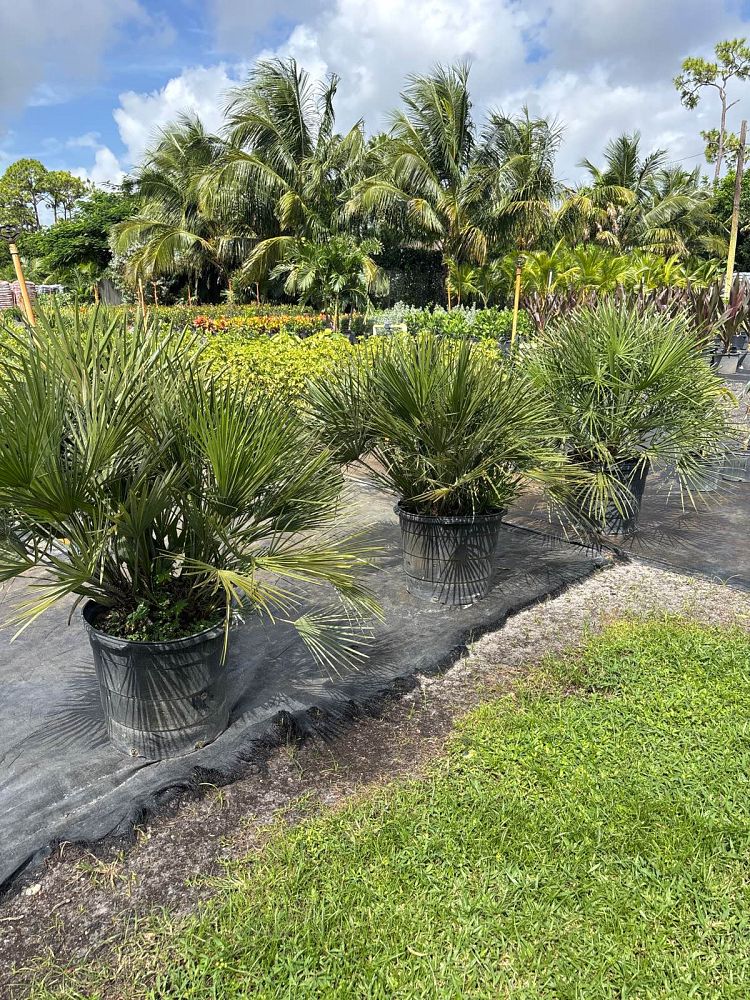 chamaerops-humilis-european-fan-palm-mediterranean-fan-palm