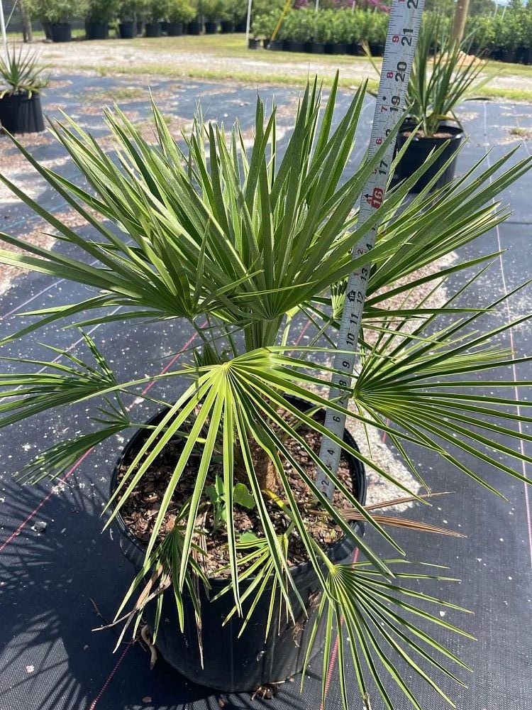 chamaerops-humilis-european-fan-palm-mediterranean-fan-palm