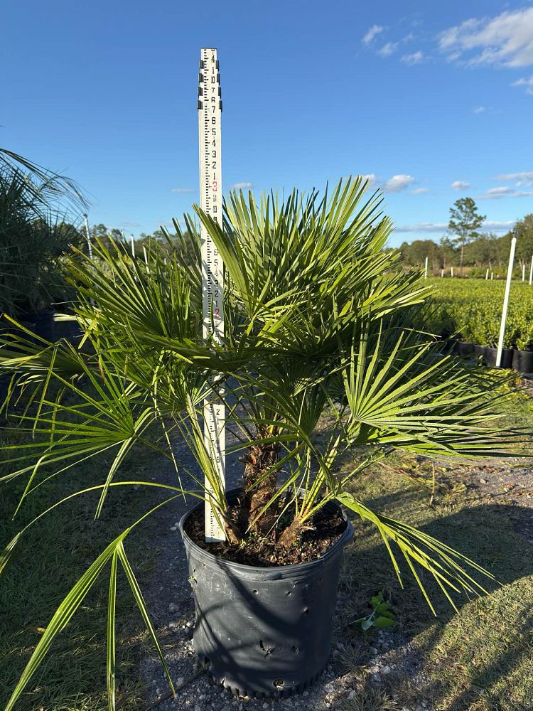 chamaerops-humilis-european-fan-palm-mediterranean-fan-palm