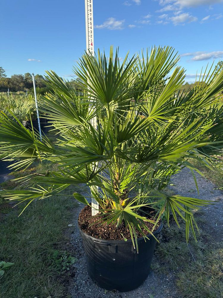 chamaerops-humilis-european-fan-palm-mediterranean-fan-palm